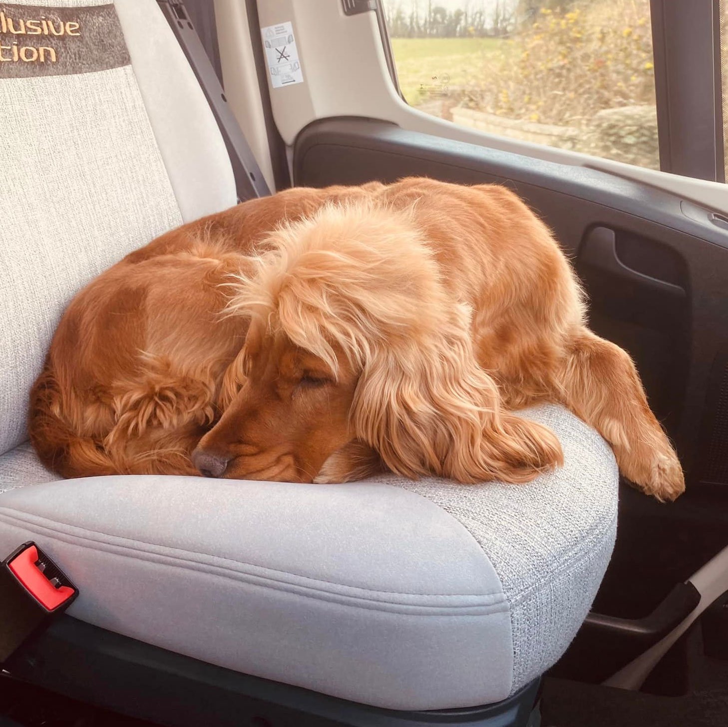 dog1.jpeg