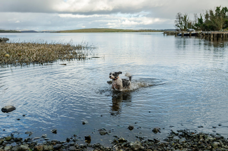 Lusty Beg Resort, Boa Island, Kesh, Co Fermanagh Dog swimming in lake