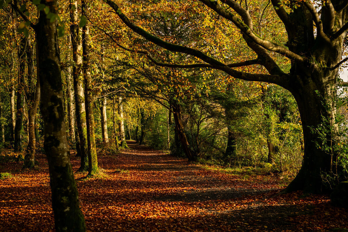 Skip the Summer Crowds: Why Autumn is the Perfect Time to Explore Ireland